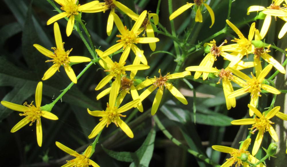 山形市の野草園でみつけた花びら5枚の黄色い花ですが「アケボノソウ」でしょうか　それとも「チングルマ」「キオン」？　いよいよ秋の花が咲きはじめました