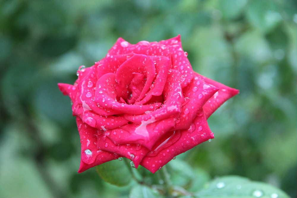 　雨に濡れた「バラ」　暑かった今年の夏もひと雨ごとに涼しさを増し　ようやくしのぎやす秋がやってきました  今朝の気温は１０度をちょっと超えるほどの寒さ？です　庭の草花も息をふき返したように元気になり　四季咲きのバラが色とりどりに咲いています　葉も枯れており病気にもかかり　初夏のバラのように大きくはありませんが今年2度目のバラを楽しんでいます　