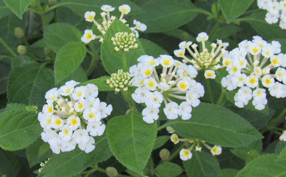 散歩の途中で見つけた白い花が集まった花は「スーパーランタナ」それとも「ランタナ」でしょうか　丸く集まった花の内側と外側で色が違っています　内側が新しい花でしょうか黄色味を帯びています  本当は何という名前の花でしょうか