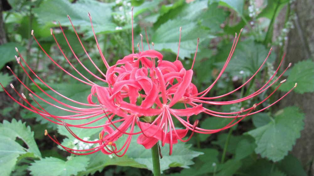 庭の草の中に「ヒガンバナ」が咲いているのを見つけました　４０数年全く植えた覚えがないだけに昨日彼岸の入りの日にあわせたように咲いている「ヒガンバナ」の開花に驚いています　彼岸の頃に咲くのにちなんだ名前で長い茎の先に真っ赤な花がポツンと咲いています「マンジュシャゲ」の別名もありますが法華経などの仏典に由来するとのことで墓地などに咲いていてあまり良いイメージがありません　なぜ我が家の庭に咲いているのでしょうか