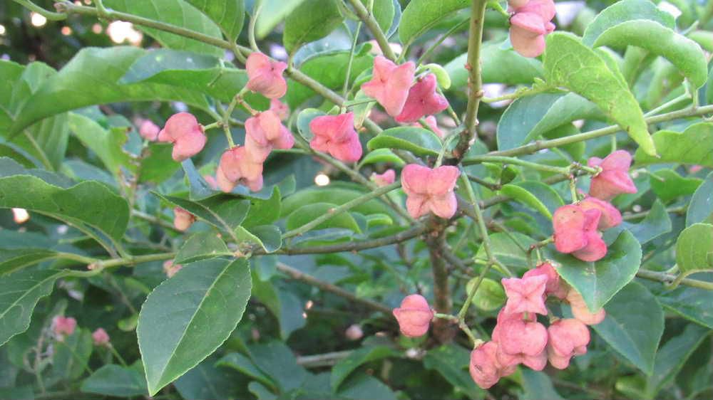 くすんだピンクの花とも実とも見分けのつかいない花木を散歩の途中でみつけました「セイヨウマユミ」でしょうか　これから花が咲き実がみれるのでしょうか「セイヨウマユミ」は毒性があり特に実は非常に危険なんだそうです　動物も中毒の危険がありあまり見ることがないのはこのためでしょうか