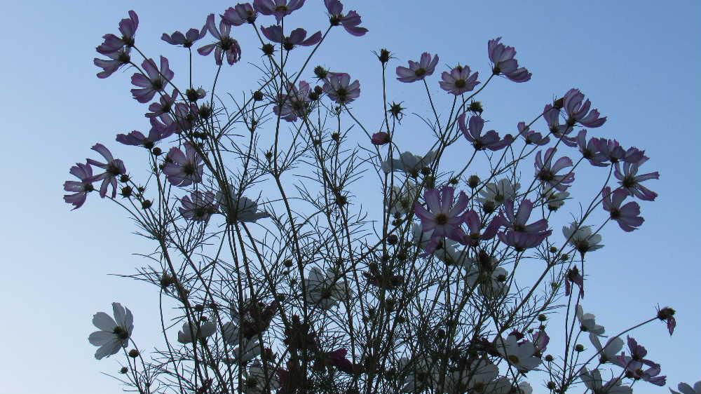 秋の花「コスモス」がそちこちに咲いています　ようやく秋が来たことを実感させてくれる花です　秋桜と書いてコスモスと呼んでいますが山口百恵の「秋桜」がヒットし「コスモス」というそれまでになかった読み方が広まったと言われています　この「秋桜」はもともとさだましが作詞柵作曲したさだまさしの「小春日和」だったのですが山口百恵によって広まった歌で好きな歌の一つです　この歌を聴くと娘が結婚した頃を思い出します