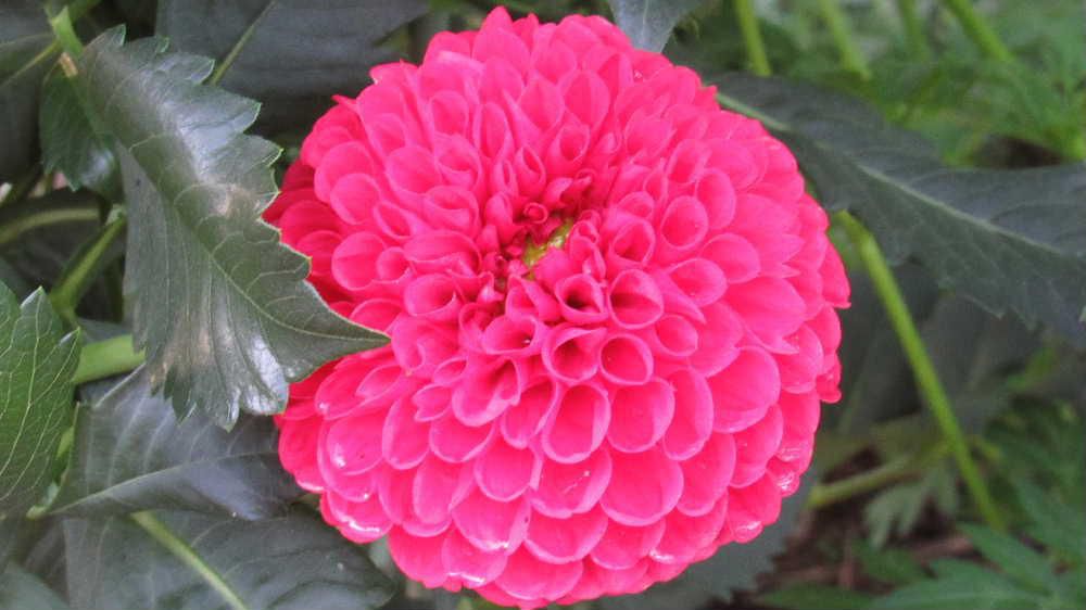 秋の花「ダリア」が咲きはじめました　独特のの花びらが何層にも重なって咲く赤い花は「ダリア」を代表する花です　日本には江戸時代の１８４２年ころオランダから入ってきたと言われ　当時は「天竺牡丹」とよれていたそうですが明治時代になると「ダリヤ」となり　大正から昭和初期に「Dahlia」のスペルから「ダリア」と呼ばれるようになったと言われています　今では数えきれないほどの種類があり　川西のダリア園には多くの花を見ることができます　そろそろ見ごろでしょうか　秋真っ盛りの花の一つです