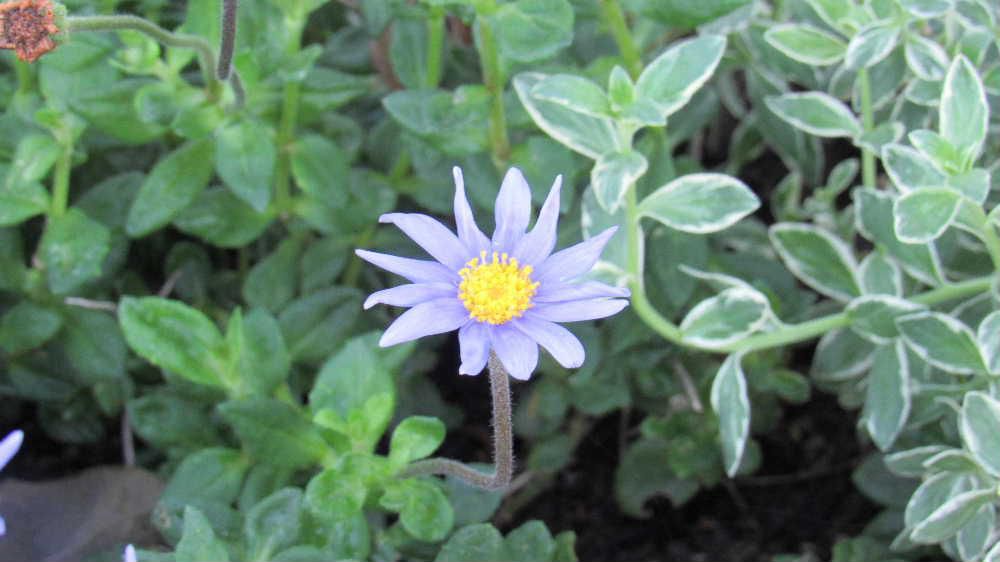 薄紫色の花びらと中央に黄色の対比が美しい「ブルーデージ―？」早春に開花し夏に休んで秋に再び咲く花です　日当たりと水はけのよい場所を好み暑さは嫌います　ですから涼しくなった今の季節に咲いているのでしょうか 花茎が強いのでピンと直立した花を咲かせとてもきれいな爽やかな青い花を次々に咲かせてくれるそうです　一本だけでなくたくさん咲いている「ブルーデージ―」を見てみたくなりました