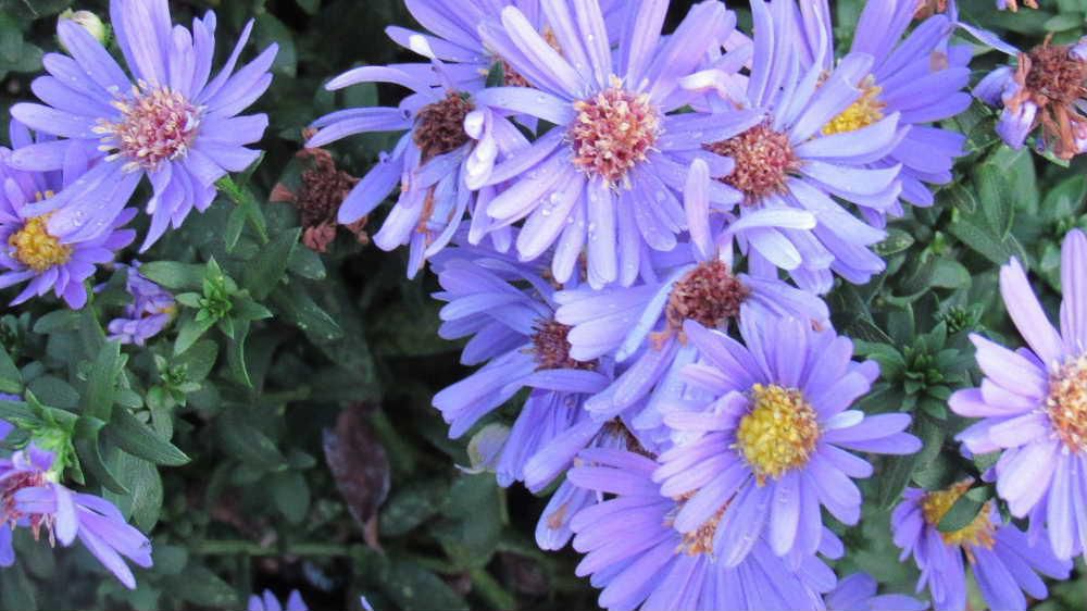 茎がまっすぐに伸び高さ１ｍほどで上の方で多くの枝を出して薄紫色の花を咲かせている「ユウゼンギク」でしょうかがそちこちに咲いています　野生化して道ばたや空き地などに生育している草花といわれていますが「ユウゼンギク」でしょうか　英語名でミカエルマス・デージ―（Michaelmas Daisy)と呼ばれているそうですがミカエルマスとはキリスト教の祭祀で９月２９日のことでこの頃に花の盛りを迎えるといわれているそうです