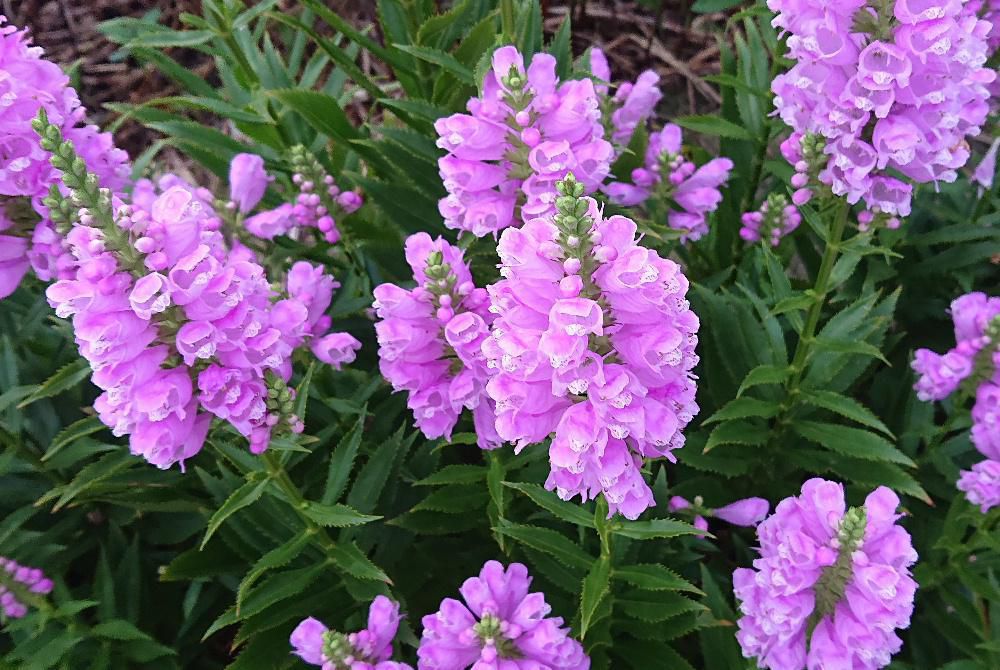 夏から秋にかけて全国いたるところでよく見かける「ハナトラノオ」の花です　優しいピンクの花が群れ咲く様子は残暑の中でもつかの間の涼しさを感じさせてくれます　花は細長い四角錘で四方に向かって規則正しく並んで咲いています　背丈は４，５０センチはあるでしょうか葉は先がとがった細い楕円形です　ハナトラノオ（花虎の尾）という名前の由来は長い花穂が虎の尾に似ていることによるそうです