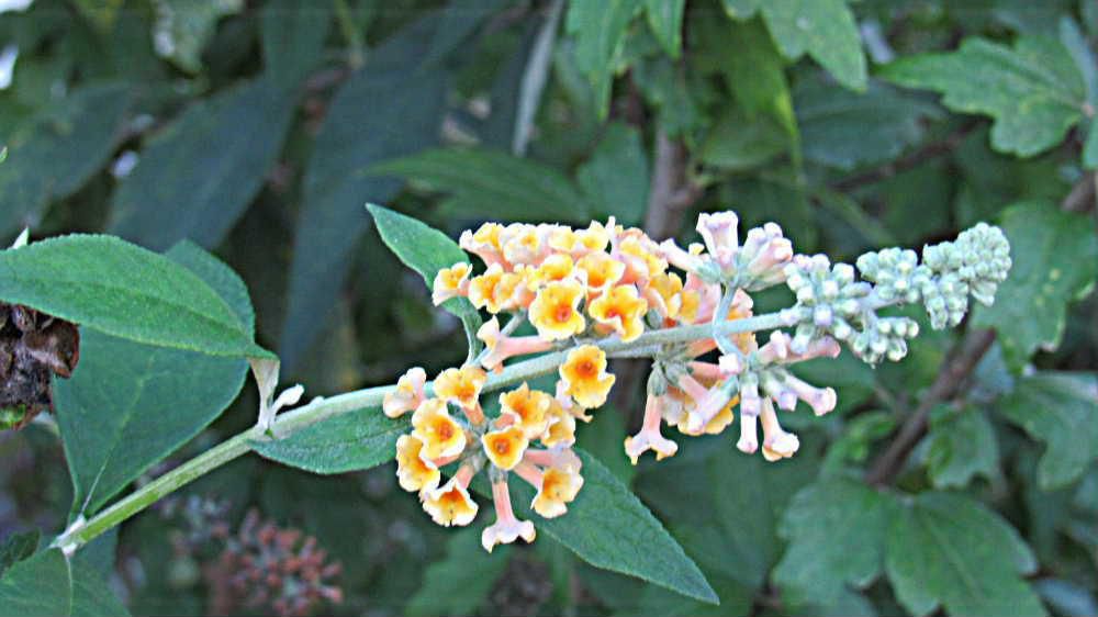 散歩の途中で見つけたオレンジ色の円錐形に咲いている花を見つけました「ブットレア」という名前の花でしょうか　蝶が集まる花で英語名では「バタフライブッシュ」とよばれているとか　藤色を基本に白や紫などの花が多いとネットで解説されていました　だとすると別の名前の花でしょうか