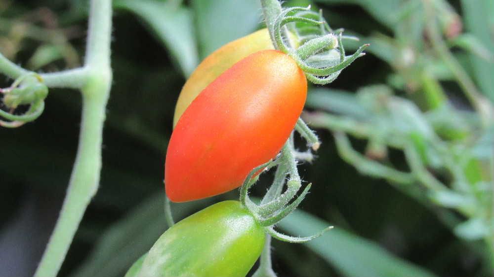 夏の終り　プランターに植えた「ミニトマト」が美味しそうに熟れています　甘いとのうたい文句に誘われて購入しプランターに植えたものですがとても甘い「ミニトマト」で数多く収穫しこの夏食卓を彩ってくれました　なっているトマトも少なくなり夏の終りを感じさせてくれるようになりました　間もなく倒してしまいます　ありがとうの「ミニトマト」です