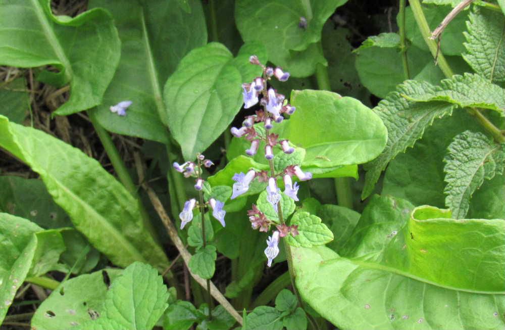 烏帽子山公園に「ヤマハッカ」が咲いているのを教えてもらいました　紫色の唇の形をしたし小さな花をつけていますが小さくて上手く花を撮ることができません　「ヤマハッカ」は山に生えるハッカでハッカはシソ科ハッカ属ですが「ヤマハッカ」はシソ科ヤマハッカ属ですが葉をもんでも臭気はほとんだないようです
