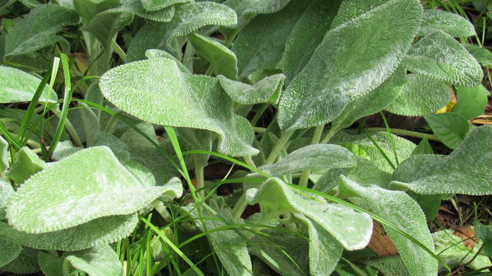 動物の毛皮のように白い産毛のように表面を覆っている「ラズムイヤー」を公園の観察会で知りました　これまで見たことが植物で残念ながら花を付けていませんでした　 触ることをしないでしまいましたが柔らかな手触りでlamb'sear1(羊の耳）という名前にぴったりです　葉には香りあるんだそうです　初夏に薄紫色のラベンダーのような花を咲かせるのだそうです