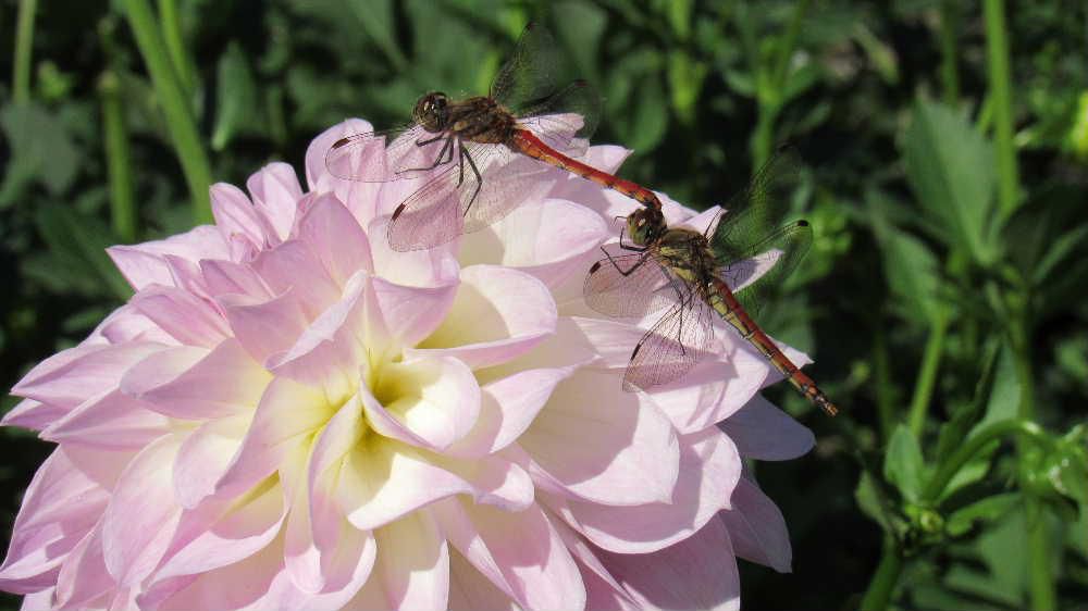 ダリアの花に留ったアカトンボのつがいの珍しい姿を摂ることができました　秋空のもとで川西町のダリアを見てきましたダリアがこんなにも美しい花だったことを改めて知りました　花の色や形がこんなにもたくさんの種類があること実感し秋の一日をゆったりと過ごすことができました　そんな中で見つけたトンボのつがいです
