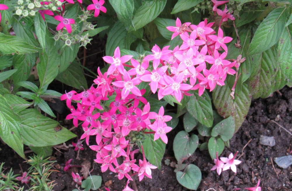 散歩中の民家の軒下に咲いているピンクの花が咲いていました花の形などから「ペンタス」ではないかと予想しました　花びらの姿が星形からでしょうか星に願いを込める意味合いから花言葉は「願い事」「希望が叶う」と言われています　風通しと日当たりの良い場所を好む植物で我が家の庭では育たない花では
