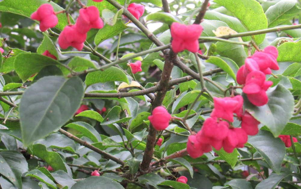 ９月２２日のブログで紹介した「セイヨウマユミ」が真っ赤に色づいていました　９月２２日にはまだピンクがかっていましたが今は真っ赤に色づきぷっくと膨らんだ実がはじけて鞘がはじけて本当の実がでてくるそうです　どこか愛らしい花木の一つですが動物が食べると死んでしまうほどの毒性があると知り綺麗な花にはとげがあるの例え通りと感心してしまいました