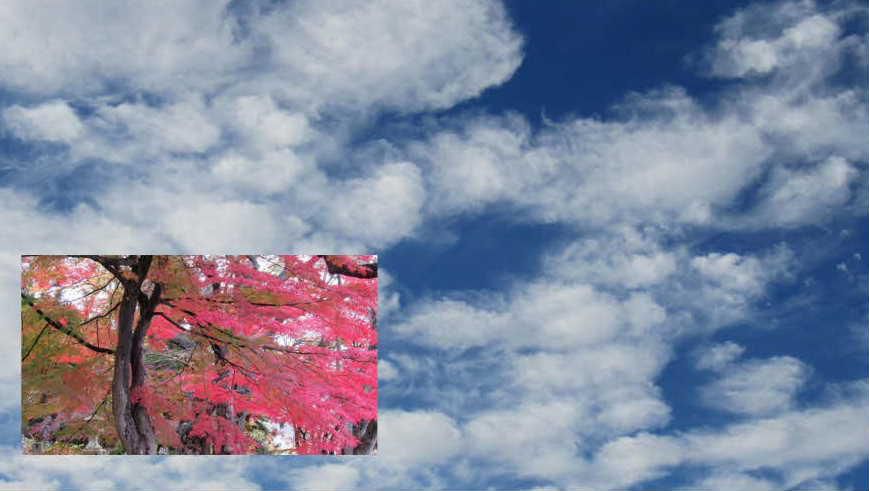 秋の空にぽっかりと浮かぶ白い雲　きれいな紅葉の写真を浮かべてみました　今日は雪が降るのではないかと待っていましたが初雪に出会うことがなく終わりそうです　待っていた雪が来ないので先日撮った写真になりました 秋の名残りの１枚です 実は今日紹介する写真がありませんので急遽こんな写真になりました