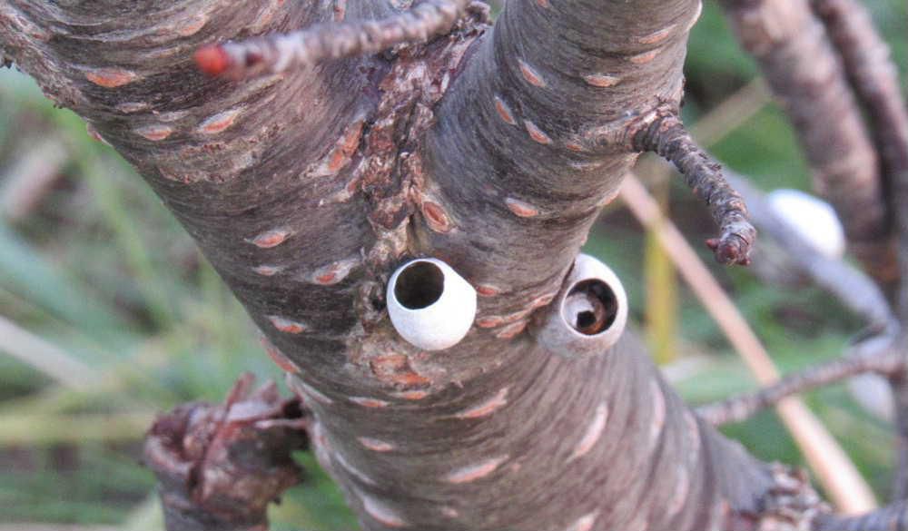 「スズメの小便たご」なんてあるわけがない　がスズメが用をたしたくなるような形をしていることからそう呼ばれているものがあります　国道わきの街路樹の桜の木の枝や幹に白い花を咲かせたように貝殻のようなものをたくさん見つけました　上の方は穴が開いていて以前から不思議だと思っていました　調べてみると「イラガ」という幼虫も成虫も殻も有害な蛾の繭の殻だとわかりました　上部に穴があいていることから「スズメの小便たご」とよばれているのだそうです　できたばかりの頃は縞模様がありますが冬が近くなり古くなると真っ白のなるのだそうです