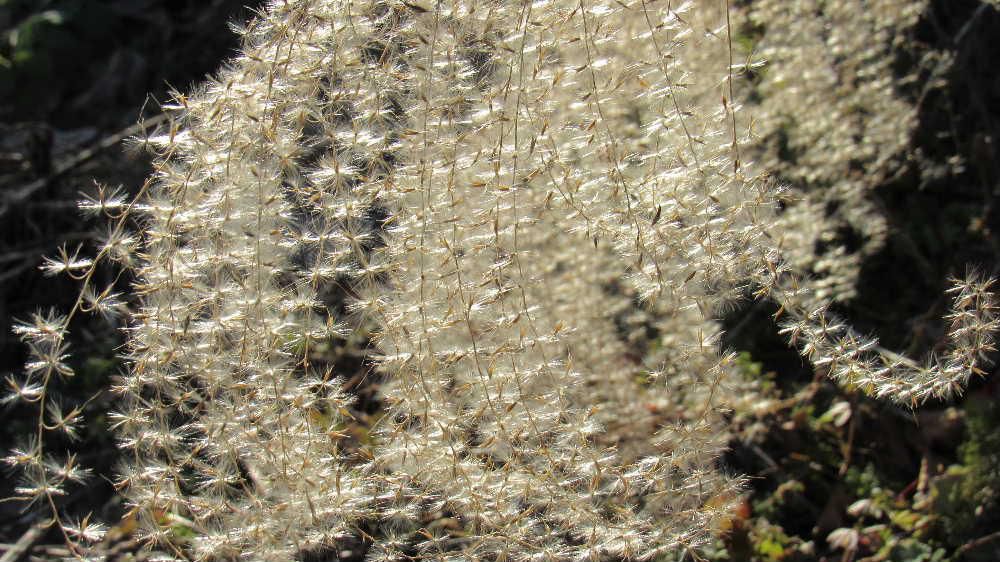 キラキラと輝く白い花？　雪が降らず季節風も吹かないので「ススキの穂」が太陽を受けてキラキラと花が咲いているように輝いています　今頃までススキの穂が初冬の風景を彩ってくれているのも珍しいのでは