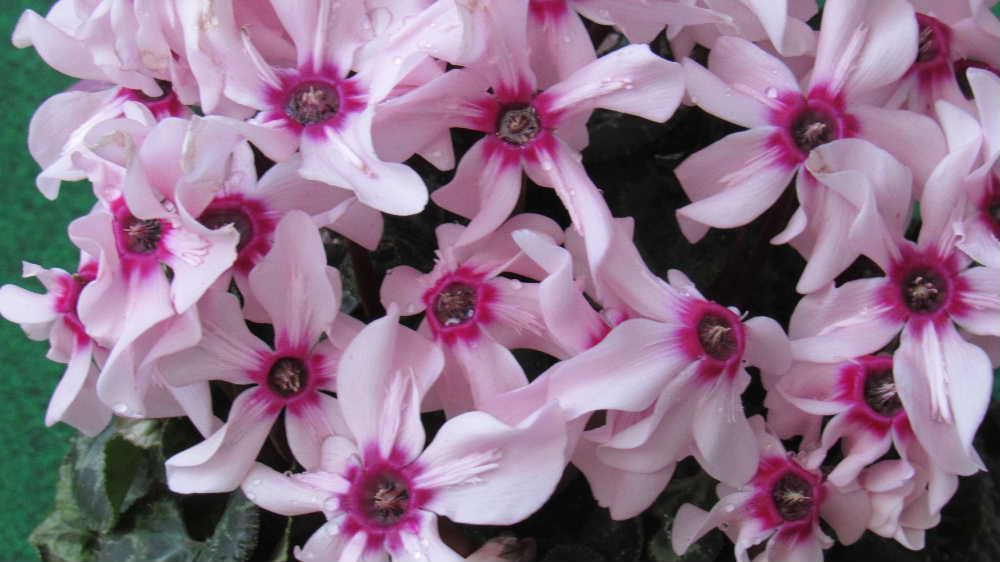 暮れも押しせまってきましたがうれしいことにまだ積雪がありません　花暦もいよいよ今年最後が近づいてきました　アップする花もなくなりましたので知人からいただいたクリスマスの花「シクラメン」を撮ってみました　いままであまり目にしない「シクラメン」で小さなかわいい花をびっしりとつけています　クリスマスが終りましたが花の少ない冬を彩る花の一つです