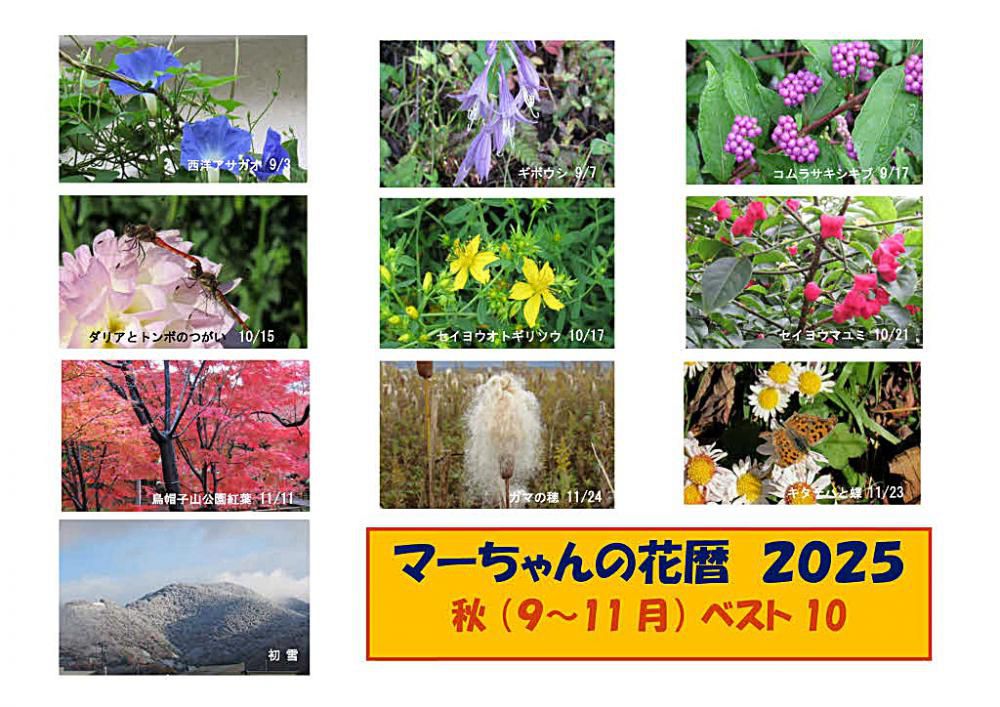 いつまでも暑い日が続き　涼しくなったと思って居いたらあっという間に寒くなり短い秋でした　秋の花暦2025９月から１１月までの花暦からベスト１０を選んでみました　稲は猛暑の影響を受けずに順調に収穫できたようですが果物は例年になく不作だったのでしょうか　今年のリンゴは小ぶりで」蜜の入ったリンゴは一つも目にすることもなく終わりました　安いリンゴだったからでしょうか