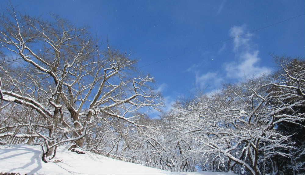 昨夜からの雪も１５センチほどの積雪で今はすっかりと晴れ上がり青空も見えています　白い雪と青空と白い雲と清々しい寒さで雪の造形美に思わずカメラをむけました　明日からの三連休は大荒れになるとの予報ですがどんな天候になるのでしょうか　つかの間の陽の光を楽しもうとカメラを片手に外にでています