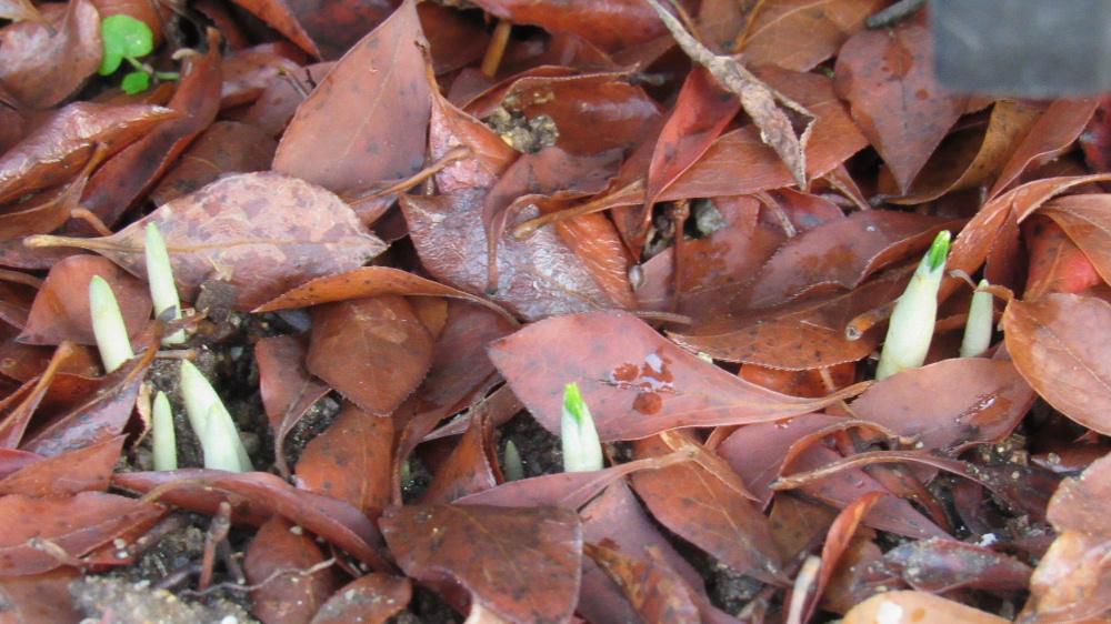 昨日に続いて今日も暖かくなりそうです　昨日の暖かさでドウタンの下の雪もすっかり消えて　根元にはなんと「クロッカス」がいくつも芽を出しています　我が家で一番最初に開花する花で春を告げてくれる草花です　これからまだまだ雪が降りますが雪の下でも寒さに負けずしっかりと寒さに耐えその姿をとどめています　今年はいつ開花するのでしょうか