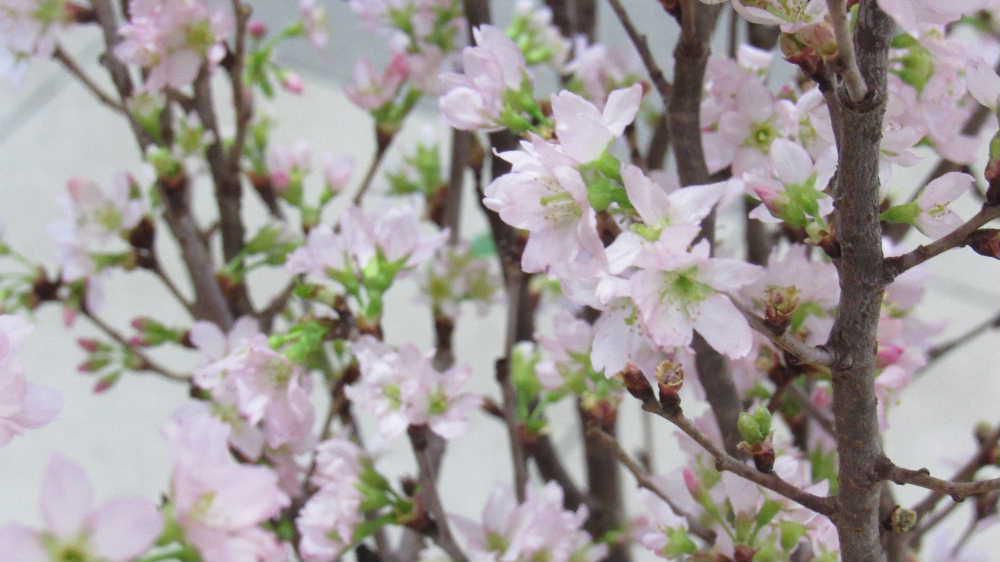 全国一を誇る啓翁桜を今年初めて見ることができました　花の少ない季節の桜はなんとも言えない爽やかさを感じることができました　春はまだまだ先ですが一足早い春感じさせてくれた一時でした