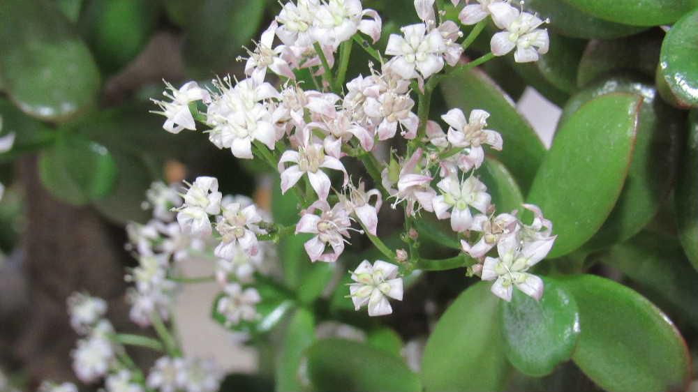 今朝も１５センチほどの積雪です　外で花を見ることができませんので　今日はある店の入り口に置いていある「金の成る木」をアップします　「金（かね）の成る木」は江戸時代からあったそうですが昭和初期に観葉植物として日本に入ってきて終戦後に栽培業者が若芽に五円玉を通しあっという間に伸びる枝先にあたかもお金がなっているように「金のなる木」として売り出したところ全国的に流行したのだそうです　名前に似ず白い可愛い花をさかせています