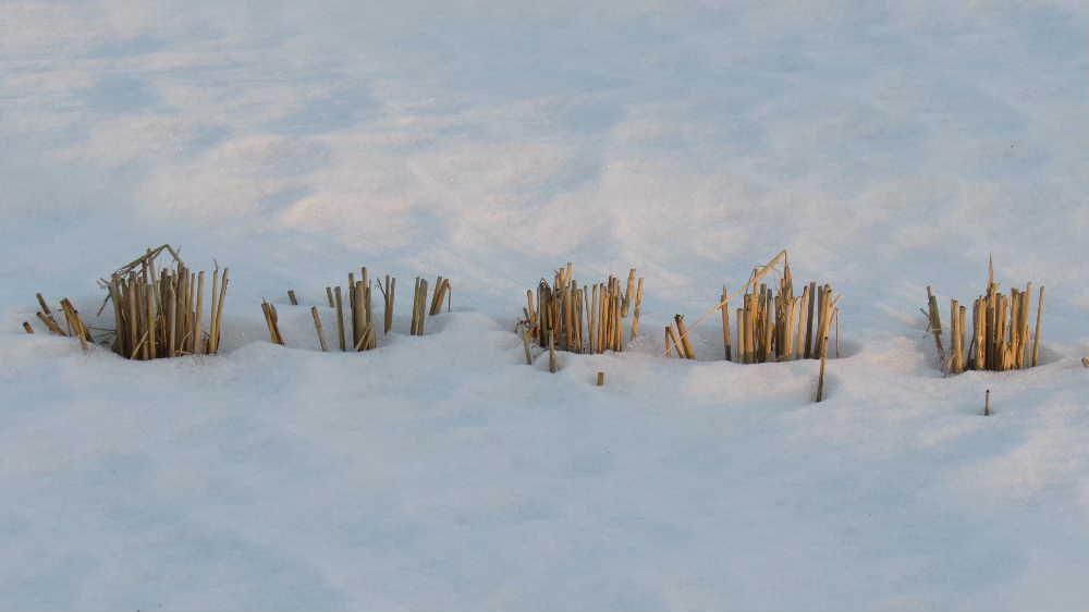 昨日までの暖かさですっかり雪が解け　田んぼにはわずかに雪が残っていますが雪の中の田んぼの稲の切り株が見えるようになりました　少ない雪で生活しやすい今年の冬ですが今日からまた大雪の予報もでており これから１週間は雪が続くとか　
