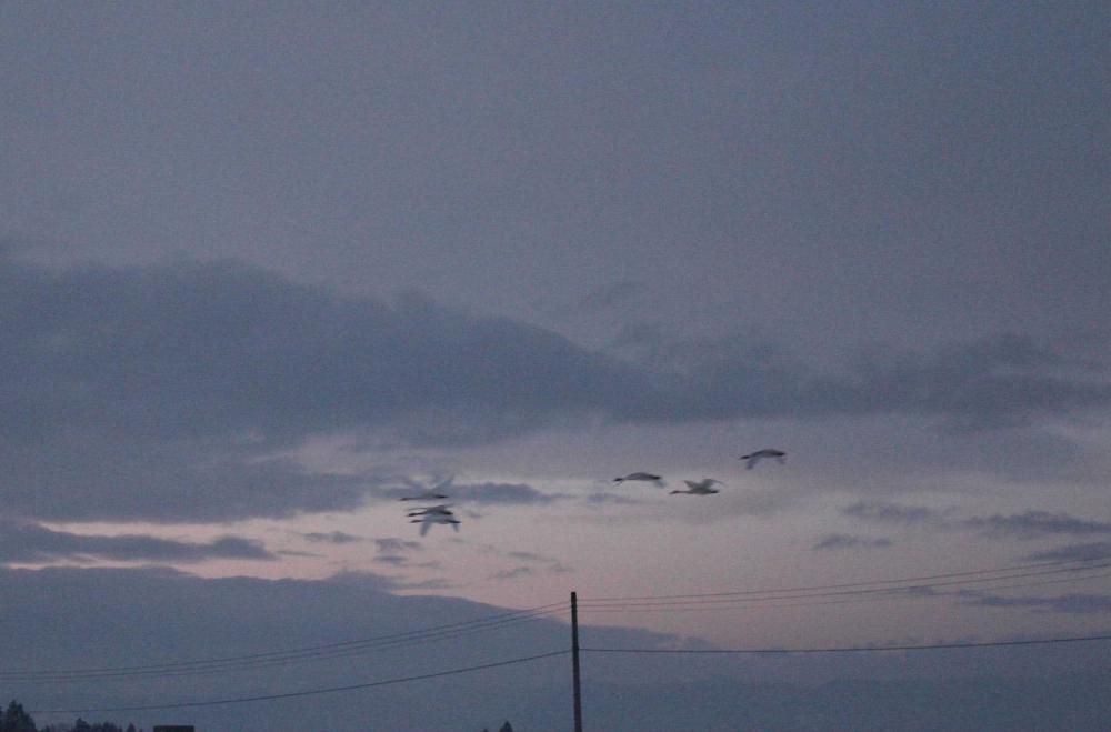 今日から２月です　今年もあっという間に１ヶ月が過ぎました　今季は雪が少ないのかと期待していましたが何とここ数日は寒さも厳しく大雪の予報も連日出る厳しい１月でした　今季は例年になく白鳥を見かけず時折白鳥の鳴き声を聴いて探すのですがなかなか目にすることができませんよう　やくねぐらに帰るのでしょうか白鳥をカメラにおさめることができました　この周辺に餌場がなくなったのでなかなか目にすることができなくなったのでしょうか　それとも気候変動？
