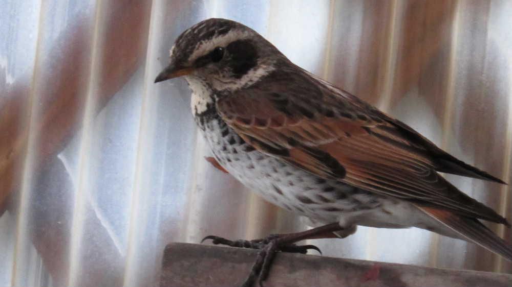 「ツグミ」が迷い込んでいます　大雪の予報もでていますが朝から陽が射しています　予報が空振りだといいのですが　昨日から囲っているベランダに１５センチほどの背中が茶色で腹が白い鳥が迷い込んでいます野鳥の「ツグミ」でしょうか　入ってきたところがわからずベランダ内を歩き回りガラス戸からじっと家の中をのぞいています　米やパンくずをおいていますが全く手をつけていません　もしかすると幸せが舞い込む予兆でしょうか