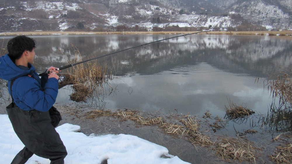 真冬に雷魚を吊り上げました　白鳥を探しに白竜湖に出かけました　寒い夕方でしたが青年が釣り糸を投げ込み　なんと目の前で大きな魚を釣り上げました　見せてもらったところ４０センチほどの雷魚で釣り上げていた時の手ごたえはまさに釣りのだいご味を満喫できたのではと思わず拍手したくなりました　対岸に白鳥が餌をついばんでいるのでしょうか見つけましたがカメルに納めるには遠くなんとかとらえた一枚です