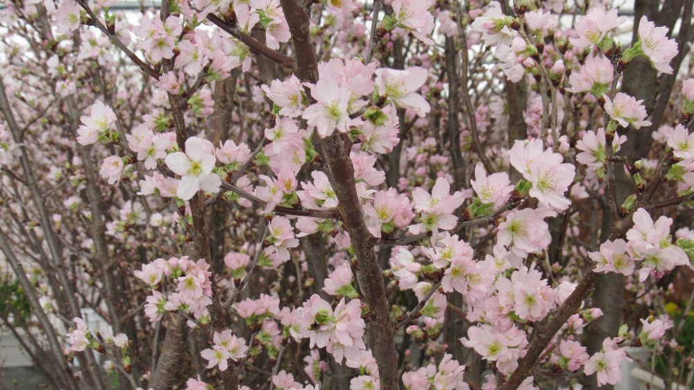 朝から青空の良い天気です　冬真っ盛りの今「啓翁桜」が満開に咲いています 「啓翁桜」は山形県の特産品の一つであり昭和４０年代には始まっていると言われています　こんなに寒い地方でどのように「啓翁桜」を開花させているのでしょうか　秋になり気温が下がると桜は休眠期に入り気温が上がれば開花の時を待つと言います  温室で加温すると　春がきたものと勘違いし、花を咲かせるのだそうです　もっと複雑な仕組みですが桜の特性を人間が利用し開花させているということでしょうか