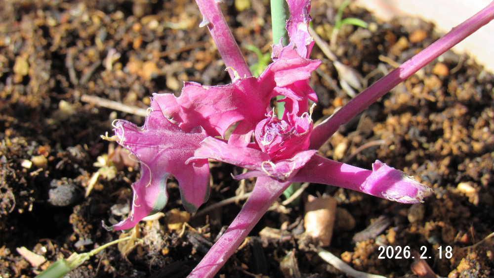 朝から雪が降っています　種を収穫し秋に蒔いた葉ボタンを育てており暖かくなったらきれいに育った葉ボタンを楽しみしていたのですが　なんと葉っぱをすべて食いちぎられ丸坊主になりました　きっと餌のないこの季節で鳥が食べていったのでしょうか　２つのプランターの８株すべてをきれい食べていきました　暖かくなると育てている草花は鳥や虫 病気とのたたかいになります　それにしても悔しい