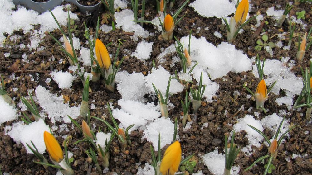 黄色のクロッカスが雪の中で寒そうに縮こまっています 昨日降った雪は夕方にはほぼ消えてしまいました　３月２日に１輪だけ開花したクロッカスでしたが　その後いくつも開花しましたが雪で花を閉じてしまいました　押しつぶされずにしっかりと咲こうとしているクロッカスが春を呼んでくれるに違いありません