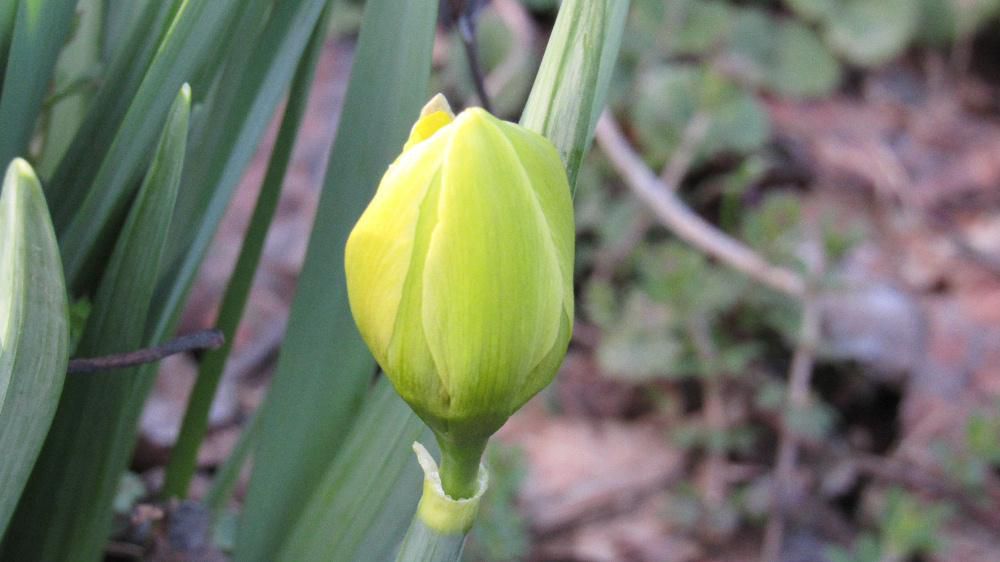 今にも咲きそうな春の花「スイセン」を見つけました　明日にはきっと花が開いて春を告げてくれそうです　一斉に様々な花が咲き始めました「福寿草」「クロッカス」「スイセン」と黄色の花で「アズマイチゲ」は白ですがいずれも淡い色です　これからいろいろな色の花を見せてくれる季節になりました