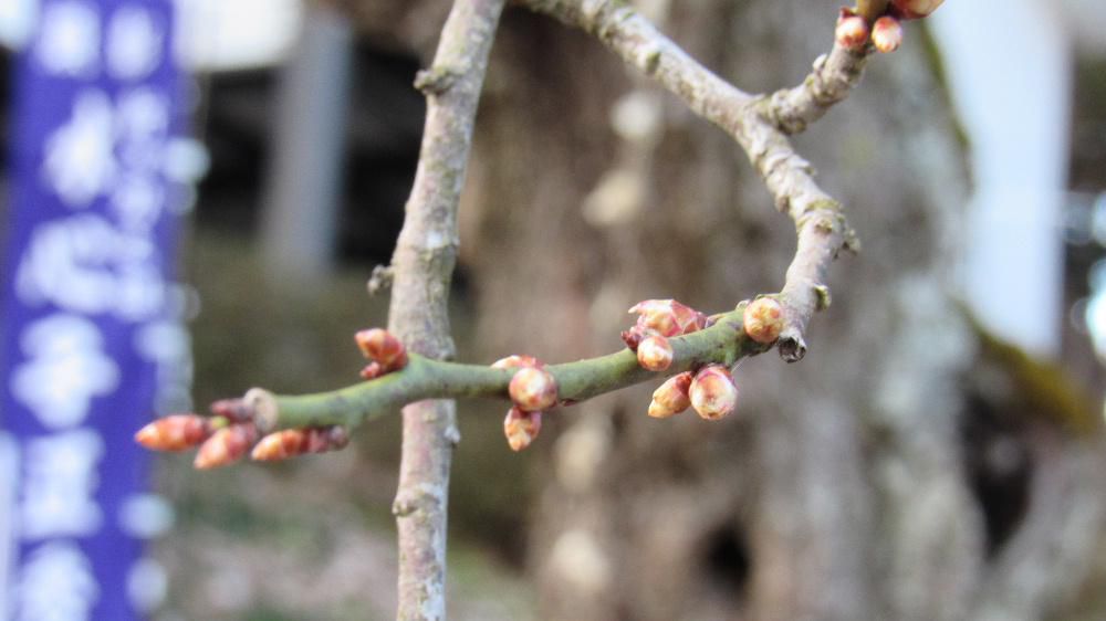 暖かくなったり寒くなったりと気候が冬と春を行ったり来たりしています　テレビで梅の便りが伝えられています　春を告げる花木の一つです　市内ではまだ梅が咲いたという話を聞いていませんのでどの程度膨らんでいるか見に出かけました　見かけた梅のつぼみはまだまだ固そうで開花までにはまだまだかかりそうです