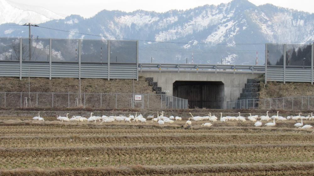 散歩していると遠くの田んぼの奥に白い帯のようなものが見えました　どんどん近づいていくとなんと白鳥の群れで２～３００羽はいるでしょうか　さらに近づき写真を撮り始めてまもなくカメラのバッテリーの充電切れが表示され撮影できなくなりました　あわてて予備のバッテリーをとケースを探すとなんと自宅で充電中で万事休す　充電切れの前にとったハクチョウたち群れです　北帰行の準備をしているのでしょうか田んぼで餌をついばんでいました