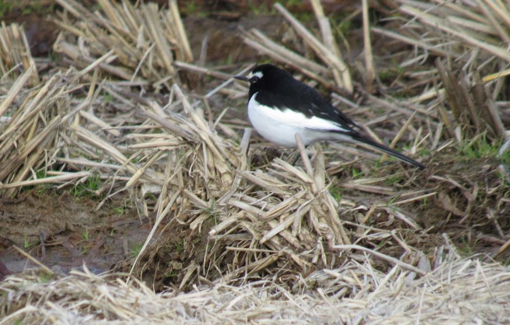 自宅そばの田んぼに背中が黒く腹が白い小さな小鳥をみつけました　全長１５センチほどの鳥ですばしっこく動きなかなか写真に撮るのが難しい鳥です　調べてみると「セグロセキレイ」ではないかと思われます　全国各地に生息している鳥で河原や田んぼなどで目にする鳥だそうです　餌は虫たちなので動き出した餌を探し飛び回っているのでしょうか　それにしてもちょこちょこと走り回るよく動く鳥です