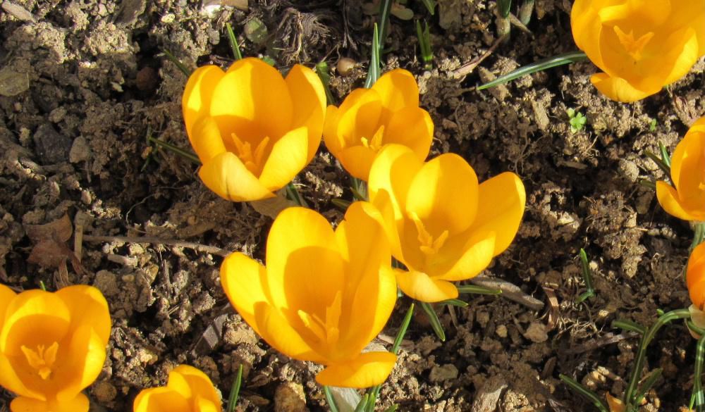 今日の最高気温が10度の予報で暖かくなりそうです　庭の黄色のクロッカスが一斉に咲きました　我が家の春一番が満開なりました　4色のクロッカスを植えていますがまだ黄色しか割いていません　東京では桜の開花も近いと報道されていますが我が家の庭はまだ黄色のクロッカスがようやく咲いたばかりです　気候格差ですね