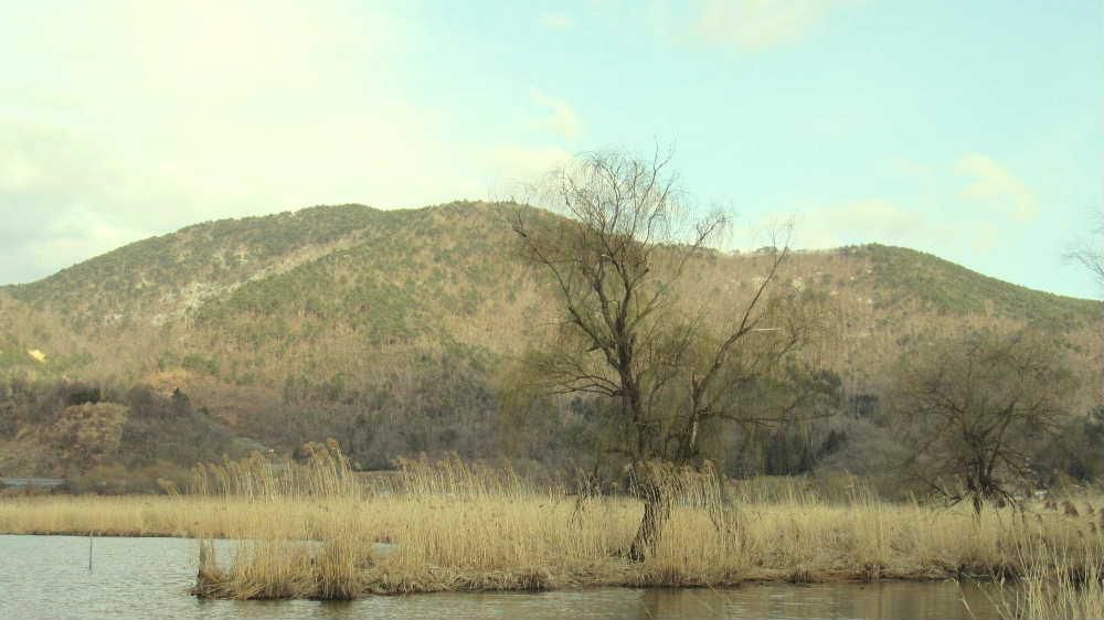 冬枯れの葦の奥に一本の木があります　どことなく白竜湖の周りの木々が少～し黄緑色に見えるのは気のせいでしょうか　昨日は暖かな人なりました　早春の白竜湖の風景です　t遠くの山々の残雪もかなり少なくなり山肌が見えてきました　確実に山にも里にも春の兆しを見せてくれています　