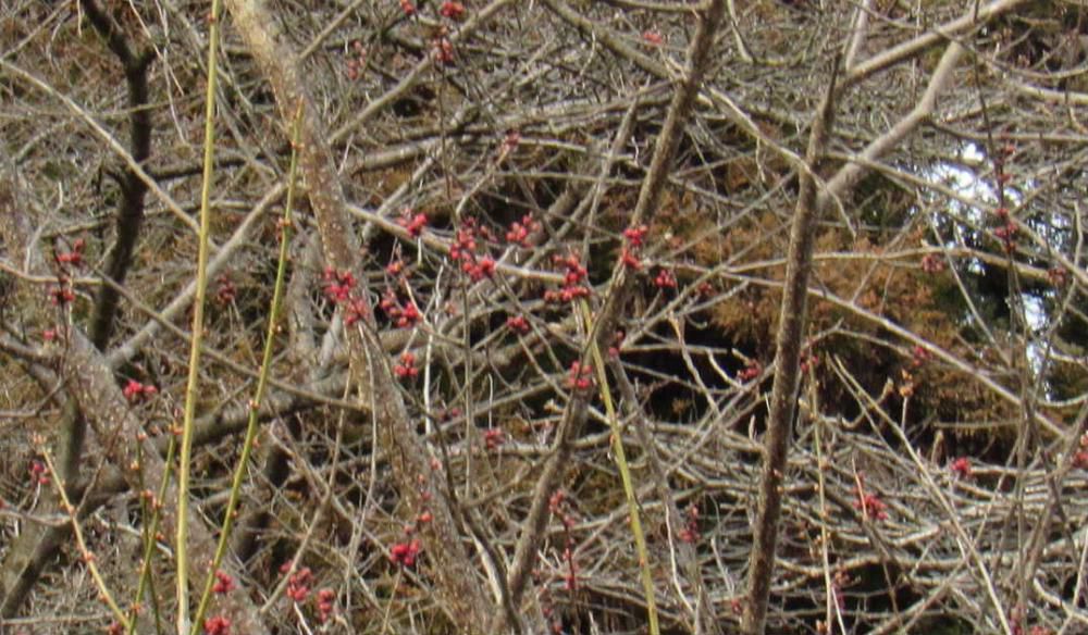 暖かさに誘われて烏帽子山八幡宮参集殿前の梅の開花が気になり烏帽子山にのぼりました　木々の蕾もピンクに膨らんできましたが残念ながら梅の開花はもう一息です　桜の開花予測も発表されまもなく烏帽子山の春爛漫の訪れもまもなくです　
