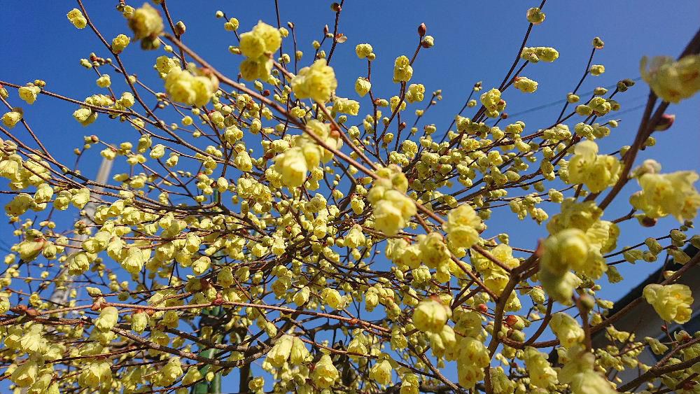 初春は黄色の花が多いような気がします　昨日ロウバイではないかと思われる黄色の花が近所の庭に咲いているのを見つけました　植え替えたばかりのせいか少し花がしおれていましたが「ロウバイ」とは花びらが蝋を塗ったように艶々に光っている所からついたと言われているそうです　今日の最高気温が２０度になる予報で初夏の気候となりそうです　ロウバイもきっとキラキラと輝いて咲いているでしょうか