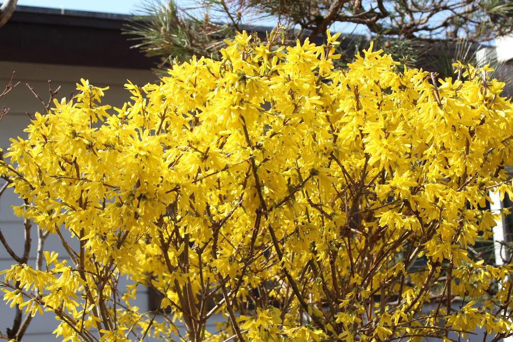 レンギョウが満開にさいています　山形に通勤していた頃　道路沿いの家々に咲いている黄色のレンギョウに春を感じさせてくれ　一株買って植えた花木です　あっという間に伸びる木で何の手入れも必要なく毎年春になると黄色の花を咲かせてくれる花です　植えて３０年以上経っているでしょうか