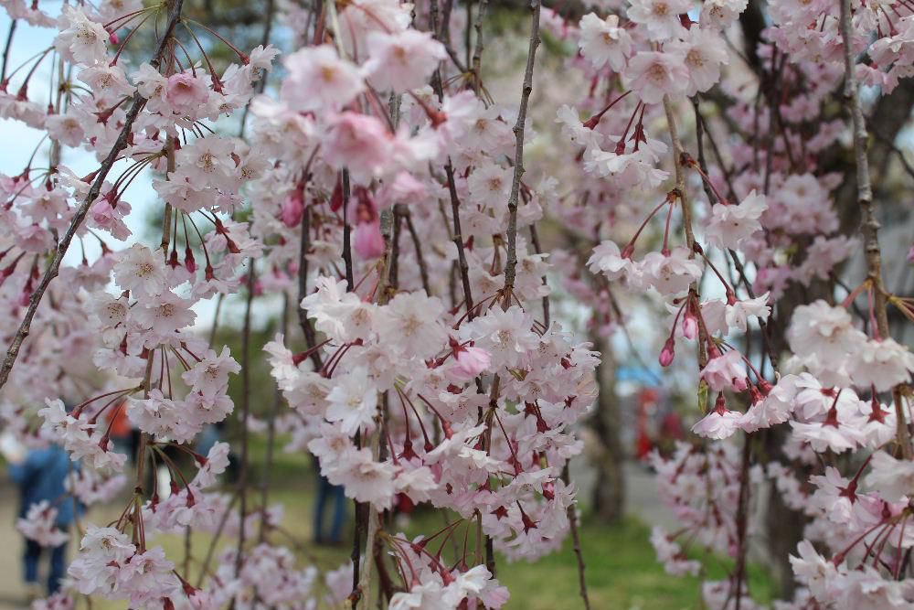 喜多方市のシダレ桜を見てきました　鉄道が廃線された道に植栽された４キロほどに植栽されたシダレ桜が満開で平日にもかかわらず多くの観光客が花見にきていました　広い駐車場が整備されゆっくりと花を愛でることができました　今年はどこの桜もきれいですねえ