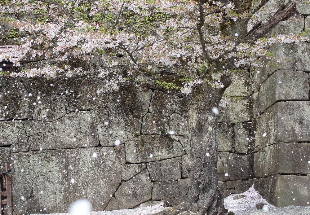 雨と風に桜の花びらが地面を一面に覆い不思議な造形美を描いてくれています　つかの間の桜の花見も終わってしまいました　桜に代わって様々な花が次々と開花し楽しませてくれます