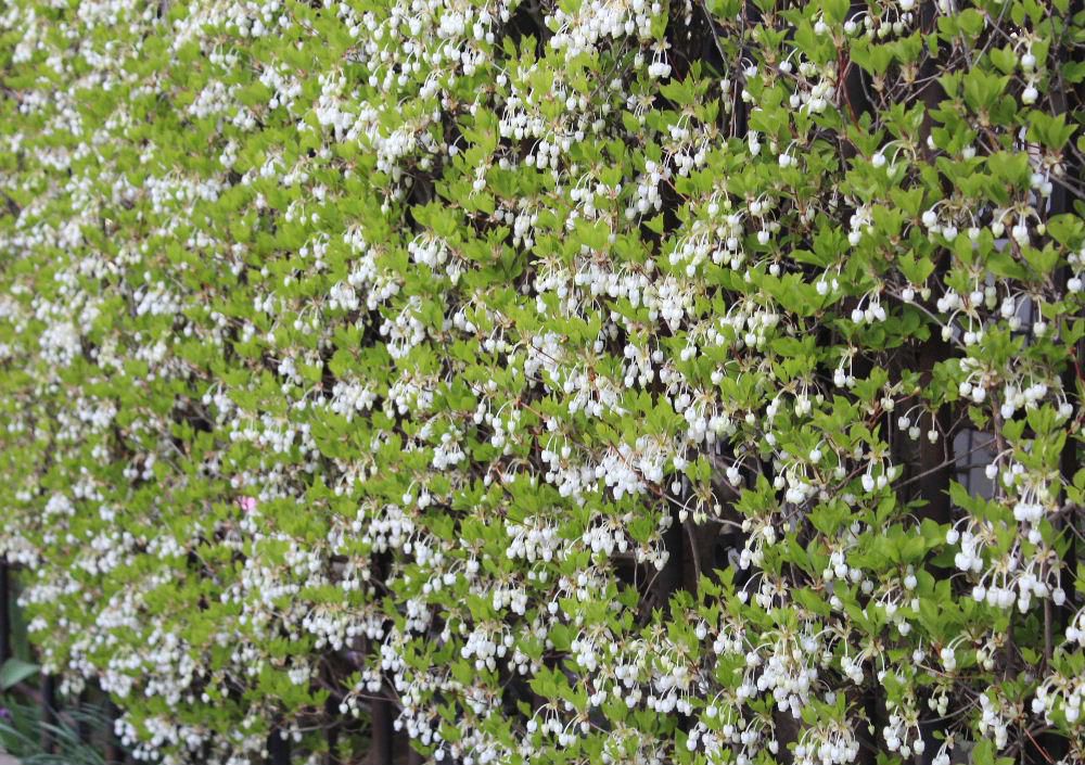 昨日は雪もふりましたが今日は雨でしょうか　５月に入り草花が生き生きと動き出し　一斉咲き出す花々 新緑の緑の季節になりました　花ってまとまって咲いている様子が好きです