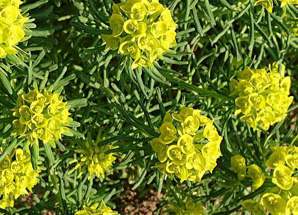 黄緑色の花の中にさらに小っちゃなが花があるようなあまり見たこともない花を散歩の途中　ある家の庭に咲いているのをみつけ盗み撮りしてしまいました　ネットで調べてみると「マツバトウダイ」という名前であることがわかりました　初めて見る花で花の中に小花がさらに咲いている不思議な花です