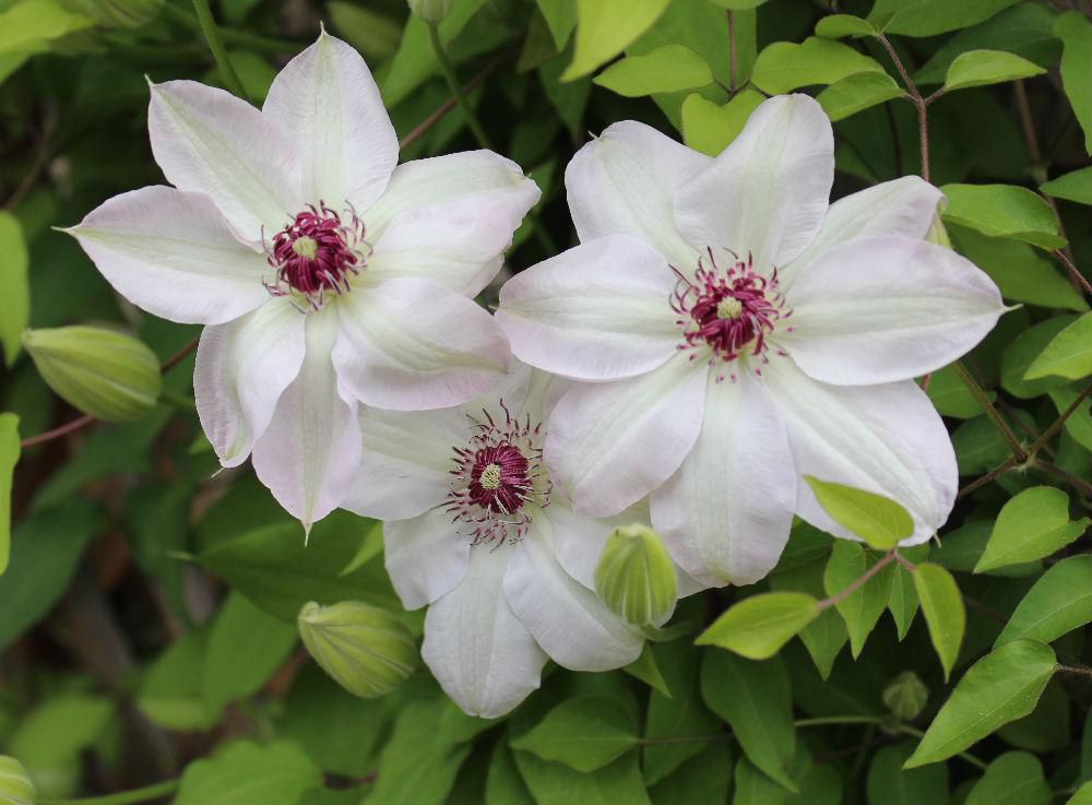 白と紫の２種類の「クレマチス」を植えていますが白い花がようやく咲き始めました「テッセン」とも呼ばれ塀やフェンスなどに這わせて道路沿いの垣根などを彩ってくれています　花を一輪一輪をみるととても高貴な感じのする花です　