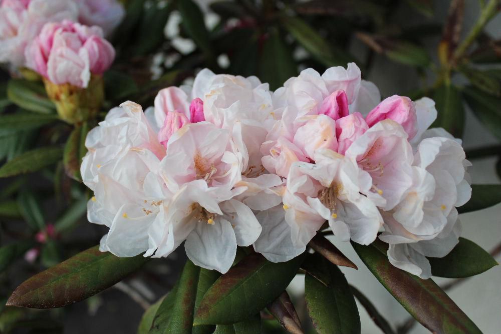１５年ほど前に小さな「シャクナゲ」を一鉢いただきました　今年もピンクの花を咲かせてくれました　数十年前に吾妻に生徒たちとキャンプに行った時に咲いていたアズマシャクナゲが忘れられません　花一つ一つに思い出があることを実感しています　今年も米沢市の甲子大黒天のアズマシャクナゲが咲き誇っていることをニュースで知り見てみたくなりました