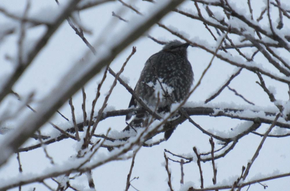 チラチラと雪が降る中　灰色の鳥が枝にとまっています　ネットで調べてみると「ヒヨドリ」ではないかと思われますが鳥に詳しい方教えてください　ムクドリではないかと調べてみるとくちばしや足が黄色でないのでムクドリではないと思われます