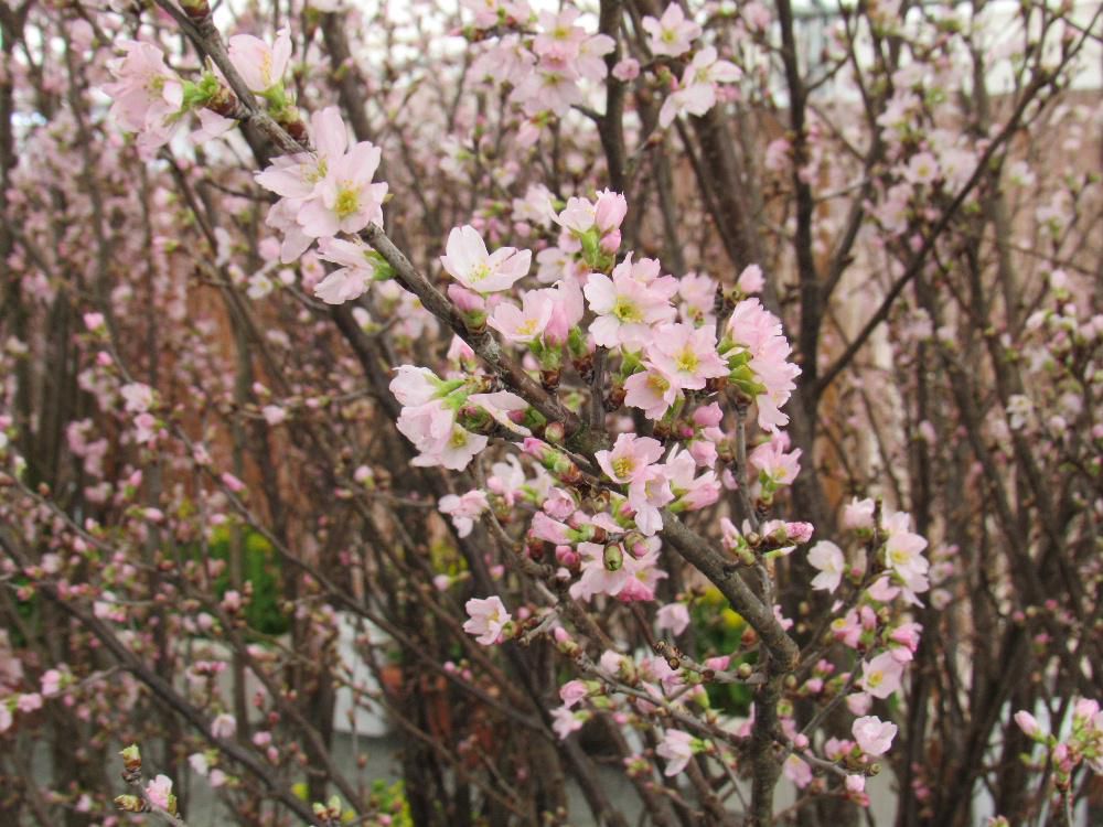 啓翁桜と菜の花のコラボレーションです　といっても暖かい伊豆ではありません　この花たちは栽培されている花たちで一足早く春を届けようと準備された冬咲きボタン祭り会場に飾られたものを撮らせていただきアップしました　一足早い花見です